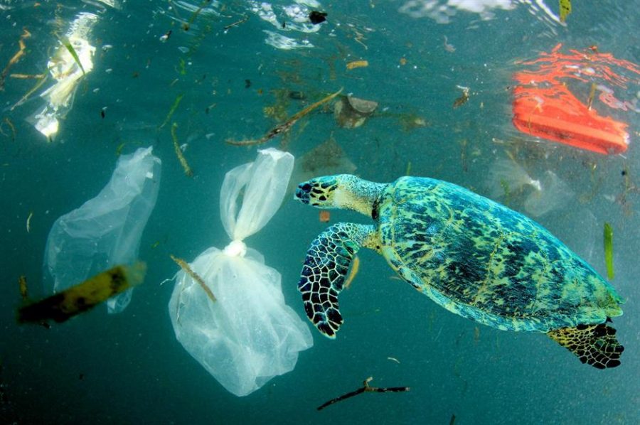 Consistent misuse of plastic is causing long-term damage to the earth. 