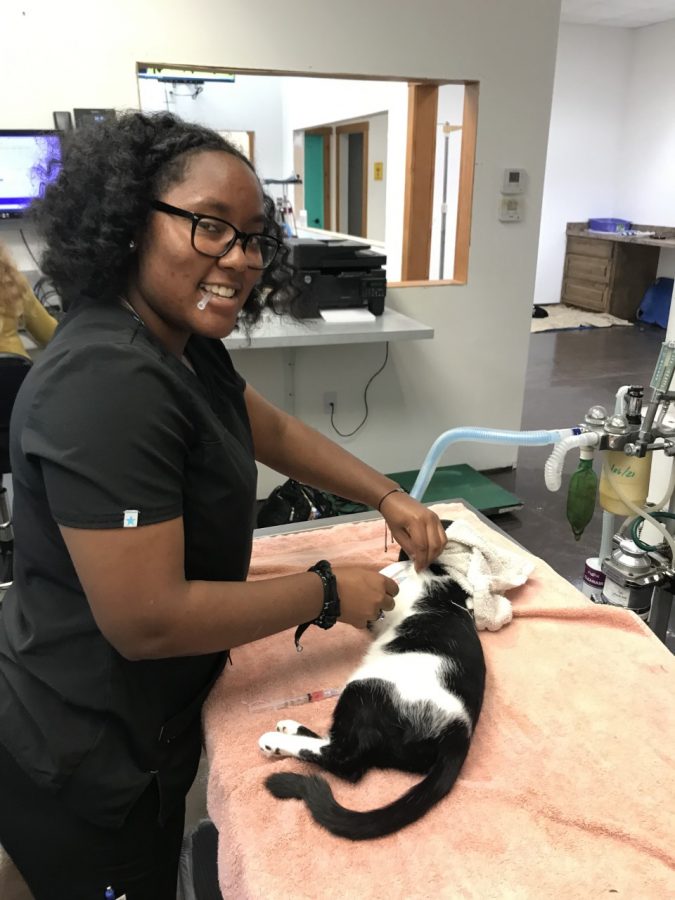 Senior Aaliyah LeCompte gives a cat its vaccinations while working at a local animal hospital. 